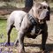 bluedog