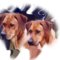 Rosha