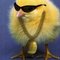 Digga-chics Digga-chics