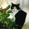 Junecat_2
