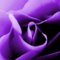 purplelady purplelady