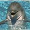 dolphin_queen_2