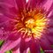 Margaret_Ann