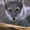 FOXYY