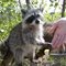 drdolittle