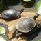 2Turtles