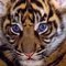 sexy_tiger sexy_tiger