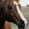 El_Caballo El_Caballo