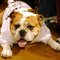 Bully84Crooner