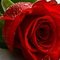 lilone