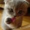 Kitten_125