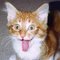 CatSings