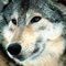 bigbadwolf39 bigbadwolf39