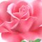 osage_flower