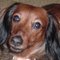 Doxie-Mom Doxie-Mom