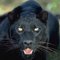 MrPanther