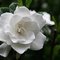 Gardenia25