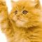 KITTYPAWS