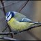 FluffyBird FluffyBird