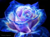 Photo - Roseinblue
