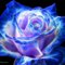 roseinblue