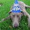Happy_BDay_Ghost Happy_BDay_Ghost