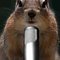 ChippyDaChipmunk