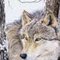 Howlin_Wolf