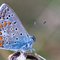 Butterfly51