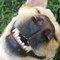 coydog