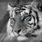 littlewhitetiger littlewhitetiger