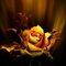 Orange_Rose