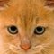 saltycat