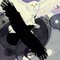 Corvus_Aquarius