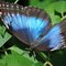 Butterfly_ Butterfly_