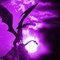 Dragonflyt