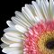 daisies