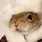 Squirrely_Gurl