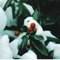 Vanilla_Snowflake
