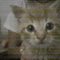 Libelle_2 Libelle_2
