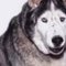 nanook
