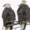 eagel9153