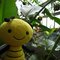 Judge_Honey_Bee Judge_Honey_Bee