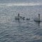 Goose_N_Gander Goose_N_Gander