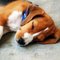 SS_Judge_BeagleDog SS_Judge_BeagleDog