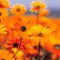 QuietJasmin