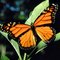 monarch