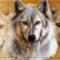AmiWolf