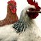 A_Rooster