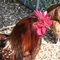 thunderchicken